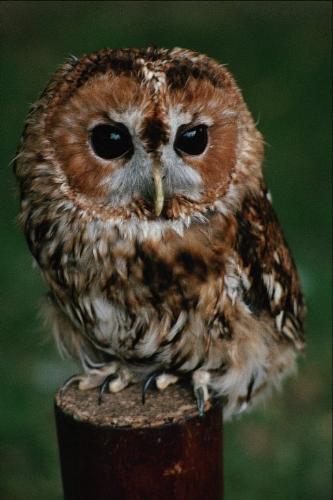 An owl - Just look at the way its staring at you. Isn&#039;t it scary?