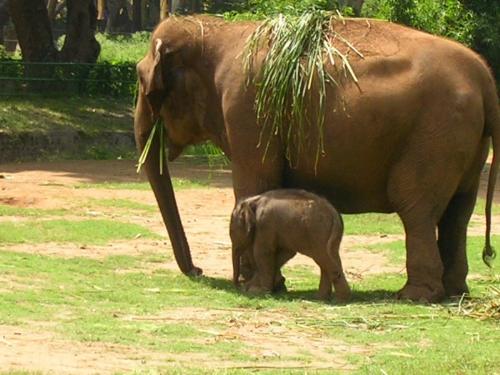 elephant with baby elephant at Mysore Zoo - Photographed at Mysore Zoo