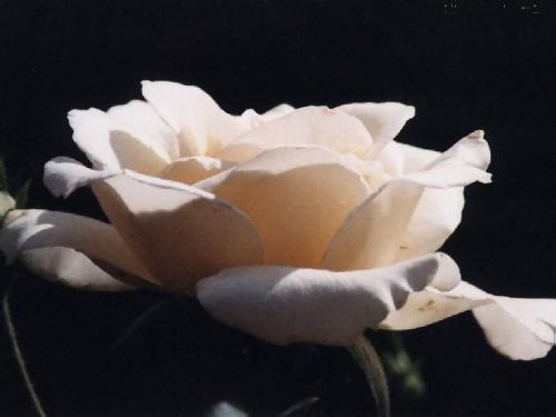 XFLOWER8 - XFLOWER8