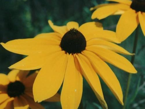 xflower10 - xflower10