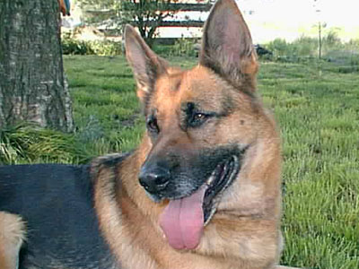 My German Shepherd  - But she died few yars ago, sh was almost 13 years old