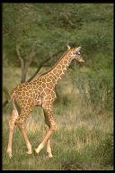 Giraffe at Mysore Zoo, India - Photographed at Mysore Zoo, India