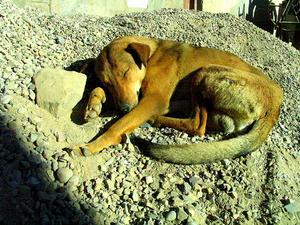 Street Dogs - Street Dogs