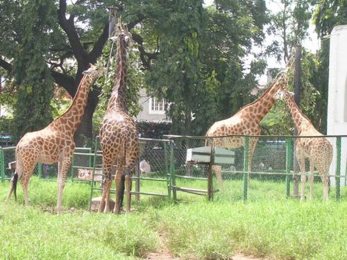 Giraffes at Mysore Zoo, India - Photographed at Mysore, India