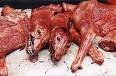 Dog meat - Dog meat