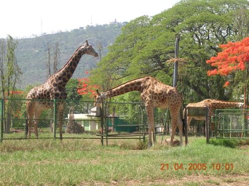 Giraffes on the backdrop of Chamundi Hills, Mysore - Photographed at Mysore Zoo, India