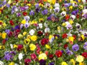 Pansy Delta - Pansy Delta