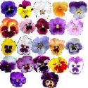 pansy flowers - pansy flowers