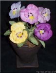 pansy.08 - pansy.08