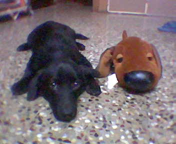 my pet - i luv my pet tuffy,, he's real clever dog. he is a cros between labordog and pamorainin.beside him is a doll.i asked him give a pose like that doll and he gave this is his pic..