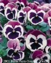 pansy_dynamite - pansy_dynamite
