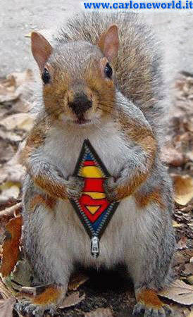 supercureuil - supercureuil
