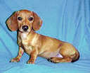 Red Dachshund - Red dachshund