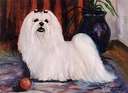 Maltese - White maltese