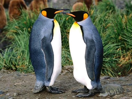 penguins - penguins