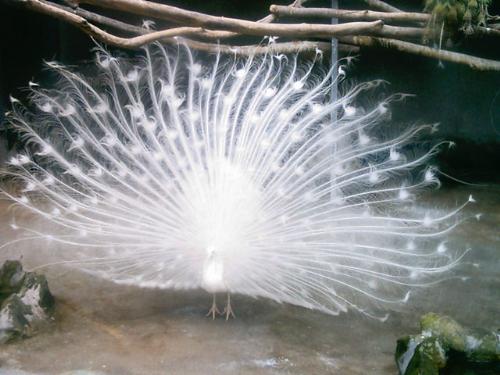 Rare white peacock - Rare white peacock, seemed to seeing lucky.