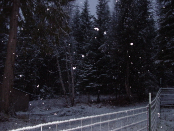 my yard - Snow falling on the trees in my yard.