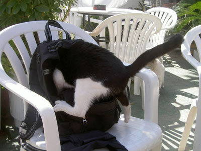 Cat in a backpak - Creatan hungry cat diging for food
