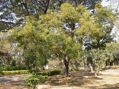Neem - Vepa - Both polar extracts and neem oil are of primary interest to research scientists as an insecticide. The active insecticidal ingredient, azadirachtin, is also effective against mites and other arthropods. Many of the tree's secondary metabolites have biological activity, but azadirachtin is considered to be of the most ecological importance. Studies have shown a wide spectrum of activity and species affected. It acts by breaking the insect's lifecycle. Research has increased in the past few years as the desire for safer pest control methods increases and it becomes apparent that this tree will be able to play a role in integrated pest management systems. Because of its low toxicity, neem oil is available for general use in most countries, and is permitted for restricted use under the National Organic Program in the United States.