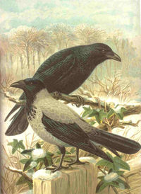 crows - A surprisingly high number of species have gone extinct after human colonization; the loss of one prehistoric Caribbean crow could also have been related to the last ice age's climate changes. Crows in the genus Corvus appear to have evolved in central Asia and radiated out into North America, Africa, Europe, and Australia.