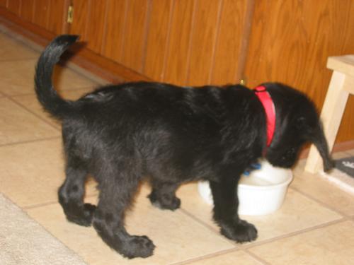 Labradoodle Puppy - This is an adorable photo of my labradoodle when he was just a puppy. He was only about 10 weeks old. His name is Fredo.   Great 'butt shot'.