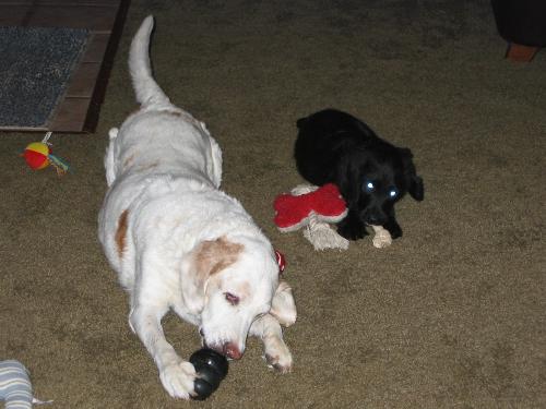 Big and Little - My springer/lab Goofy (white) and puppy Labradoodle Fredo (black).  Now Fredo is HUGE.  How they grow so fast!! Big and Little.