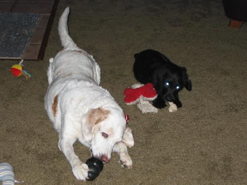 Goofy and Fredo - Goofy is a springer/lab and Fredo is a labradoodle