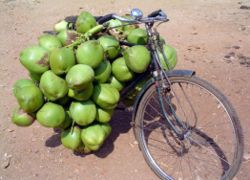 cycle business - A bicycle loaded with tender coconut for sale. Karnataka, India. In India, many of Mumbai's Dabbawalas use bicycles to deliver hot lunches to the city’s workers.  Police officer on a bicycle. Touring bicycle equipped with head lamp, pump, rear rack, fenders/mud-guards, and numerous saddle-bags.
