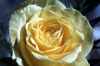 Yellow Rose - Rose