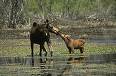 moose - love em