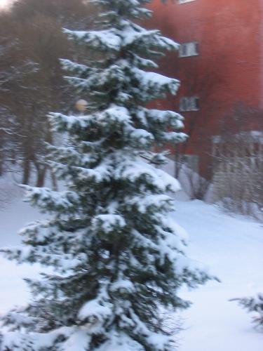 winter - nice christmas tree, isn´t it?