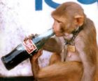 cool - monkey see monkey doo