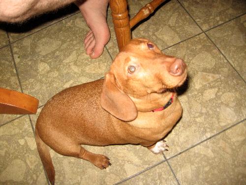My 7 month old miniature duchshund puppy 'TAKO' - cute doggie :) He can understand both Japanese and English!