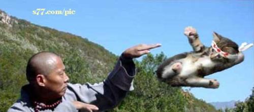 cat fight its funny pictire :) - after many years of fighter its time to cat make some fight too lol ;)