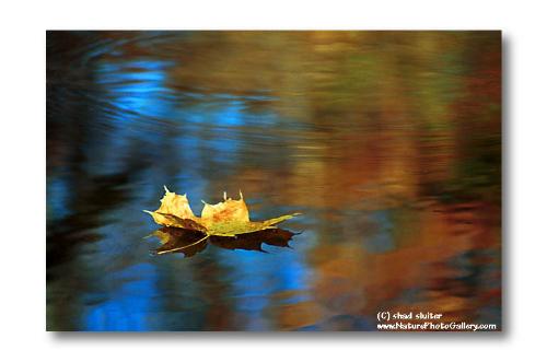 floating_leaf - floating_leaf