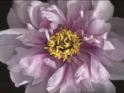 peony - peony