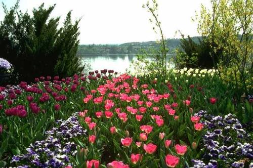 Flower show - Flower show