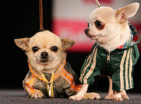 Fashion - A pair of chihuahua'a are ready for a run in matching  outfits during woefstock dog festival fashion parade  in Antwerp, Belgium.