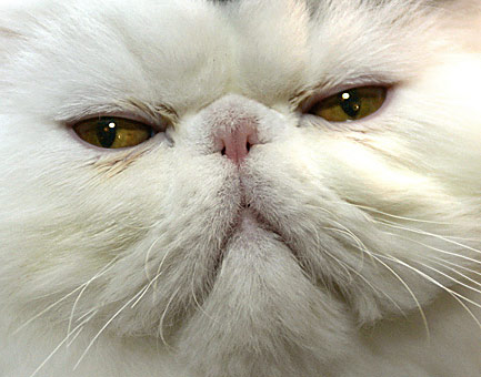 cat - MORE than 300 felines will compete at New York's Madison Square Garden to celebrate the 100th anniversary of the Cat Fanciers' Association.