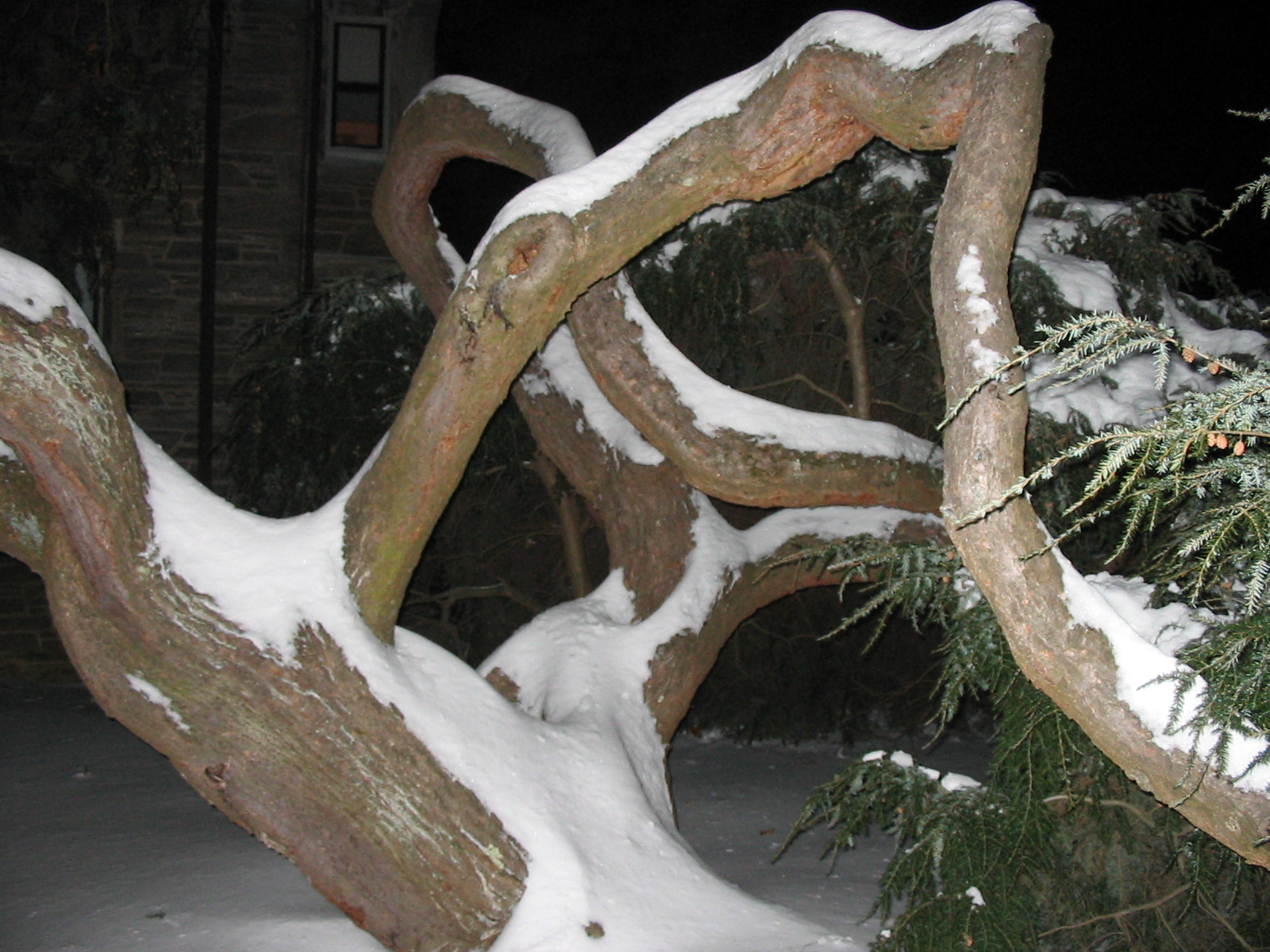 Snowy Tree - A tree by my dorm at school