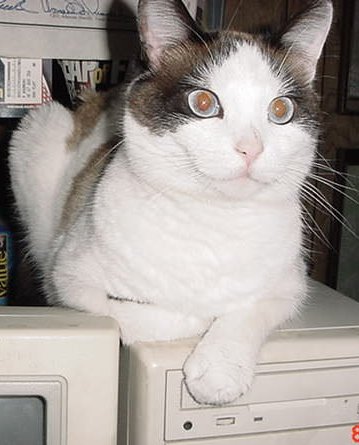 Computer cat - Computer cat oversees and edits redyellowblackdog's posts