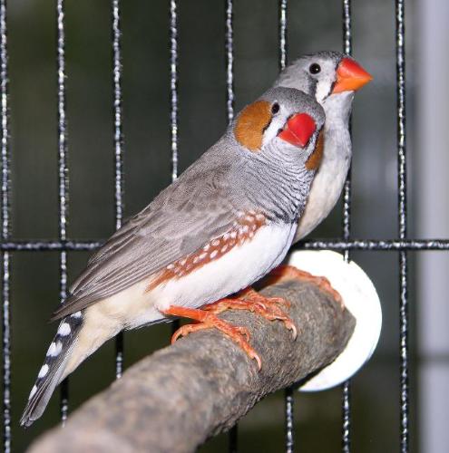 Zebra Finches - Male and female zebra finches