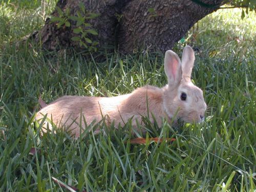 Bunny in the Grass - Sunny the bunny enjoying tall grass outside before he became a house rabbit.