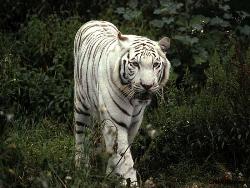  a white tiger - white tiger