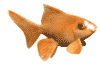 fish - gold fish