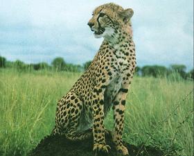 Cheetah at Mysore Zoo, India - Photograhed at Mysore Zoo