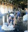 Shearing - Sheep shearing  .... aussie merino.