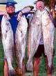 Mulloway - Big fish in these waters ... caught off the beach