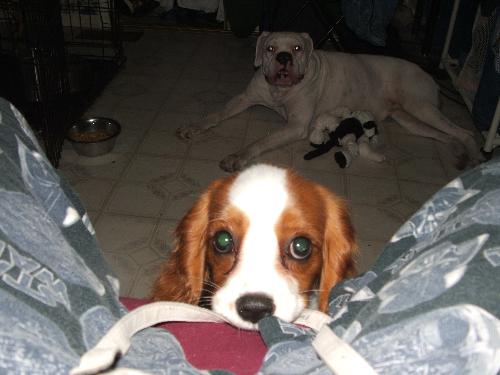 Pippi - Not the best head in the world but we love her just the same.