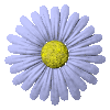daisy - daisy